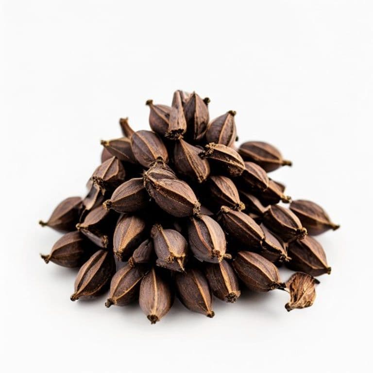 بڑی الائچی (ثابت)