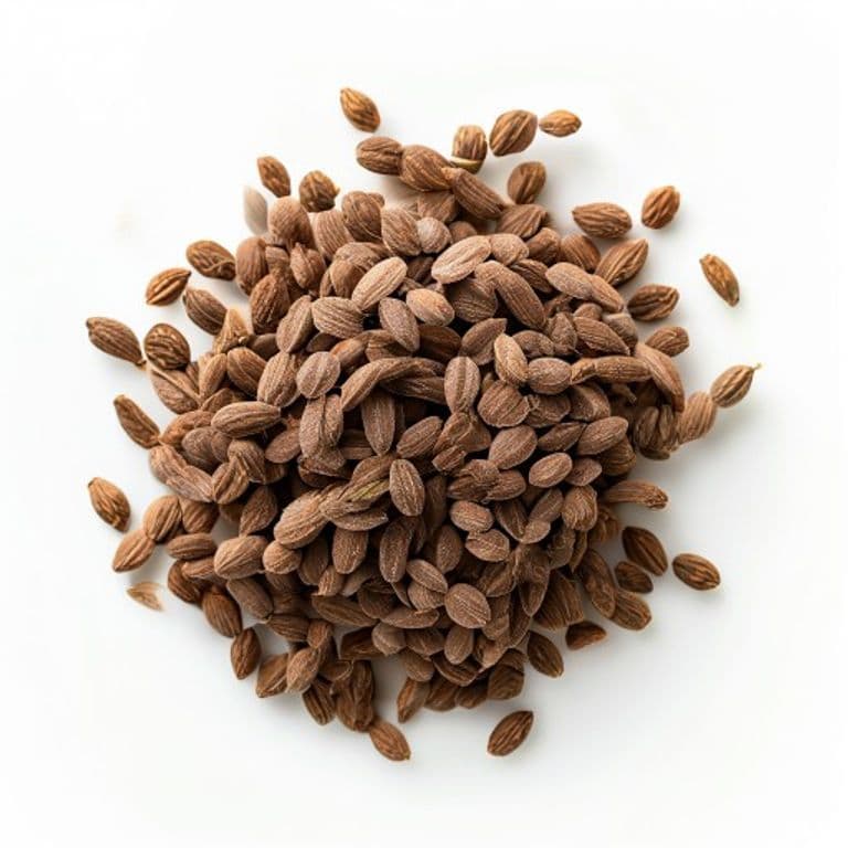 کچری ثابت