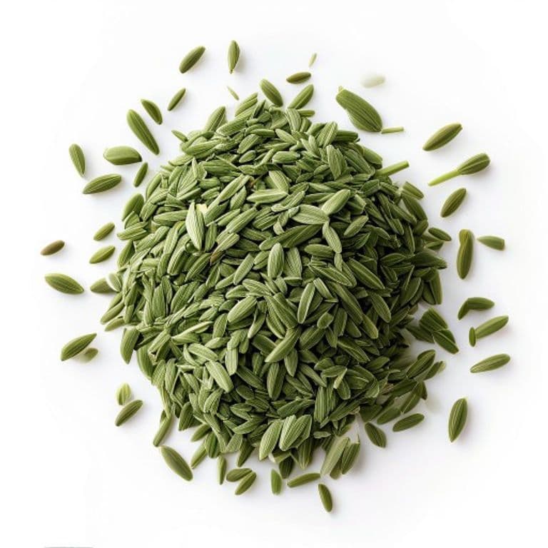 سونف موٹی